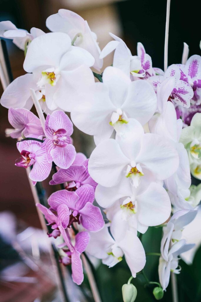 Romain Lhuissier Photographe Mariage Tours Loire Valley Wedding Photographer ASA 13 scaled